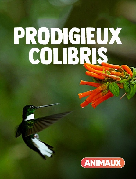Animaux - Prodigieux colibris