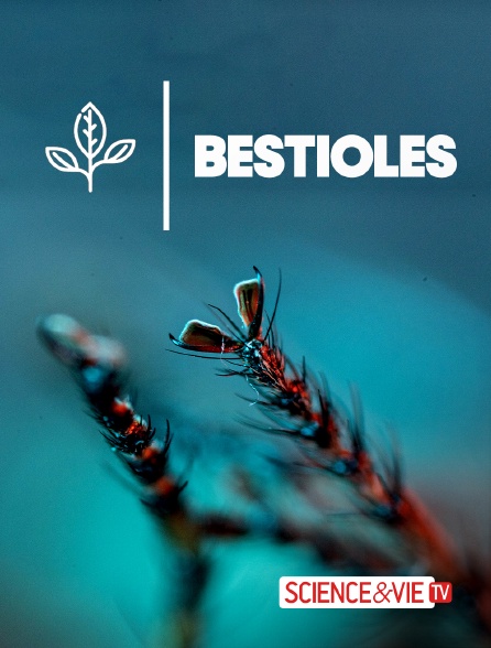 Science et Vie TV - Bestioles