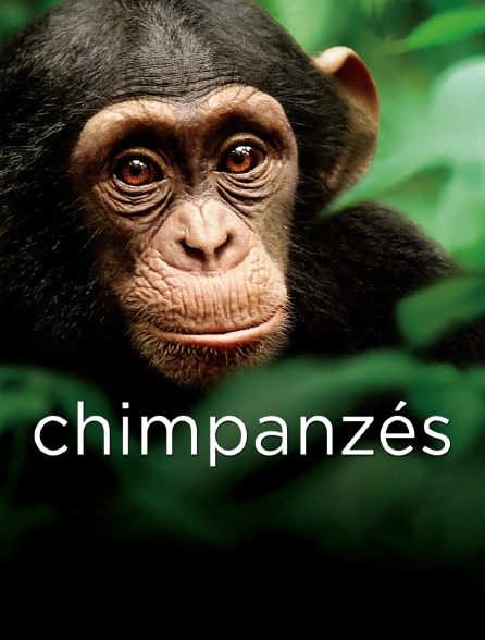 Chimpanzés