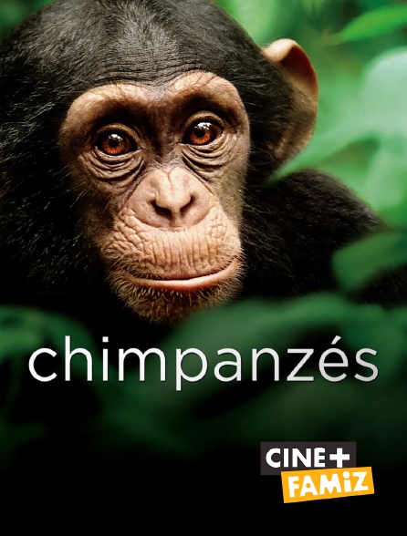 Ciné+ Famiz - Chimpanzés