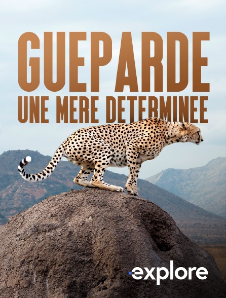 EXPLORE - Guéparde, une mère déterminée