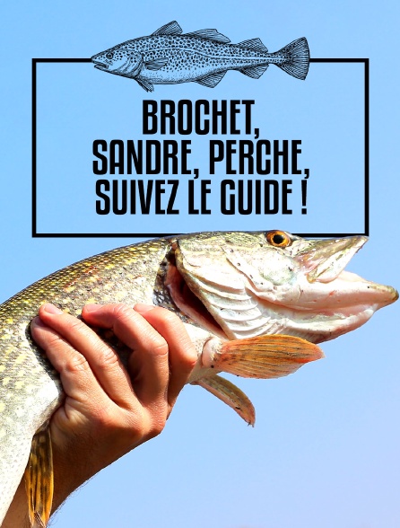 Brochet, sandre, perche, suivez le guide !