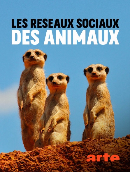 Arte - Les réseaux sociaux des animaux