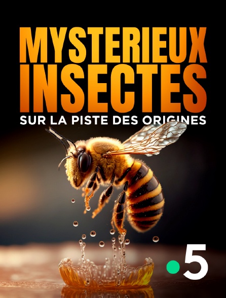 France 5 - Mystérieux insectes, sur la piste des origines