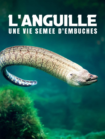 L'anguille, une vie semée d'embûches