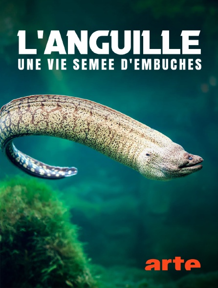 Arte - L'anguille, une vie semée d'embûches