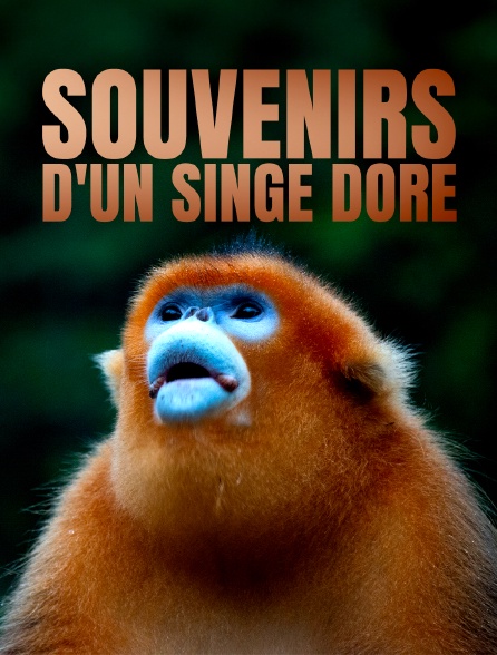 Souvenirs d'un singe doré