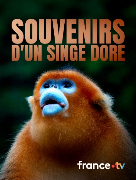 France.tv - Souvenirs d'un singe doré