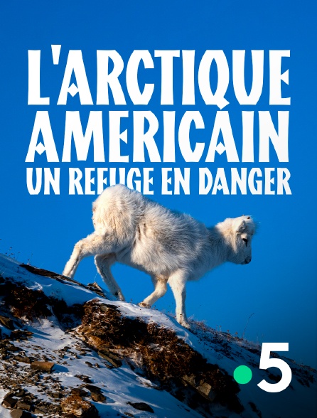 France 5 - L'Arctique américain, un refuge en danger