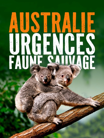 Australie : urgences faune sauvage