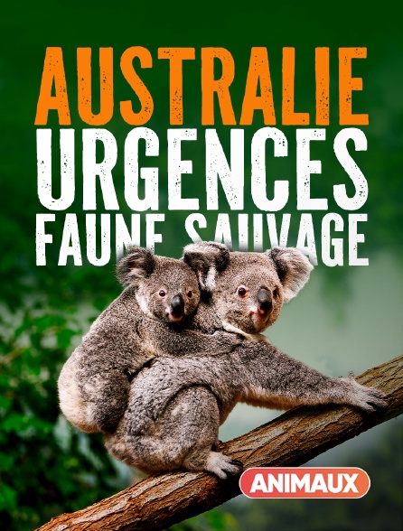 Animaux - Australie : urgences faune sauvage