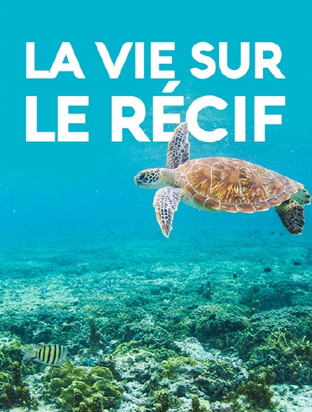 La vie sur le récif