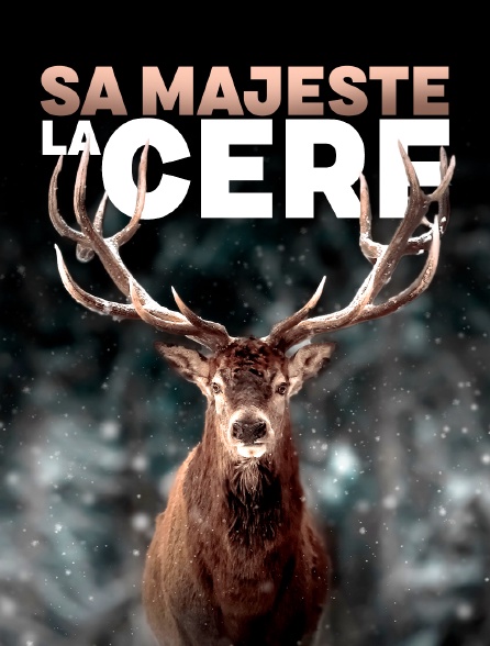 Sa majesté le cerf