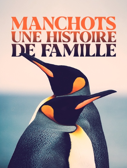 Manchots, une histoire de famille