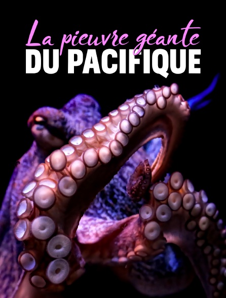 La pieuvre géante du Pacifique