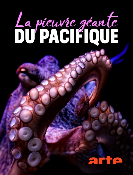Arte - La pieuvre géante du Pacifique