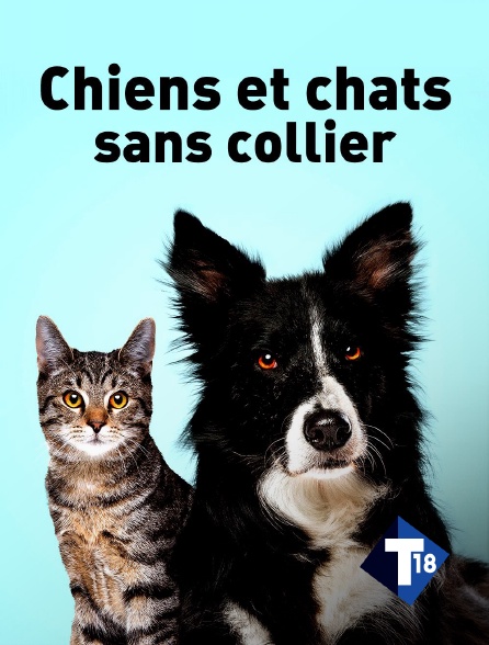 T18 - Chiens et chats sans collier