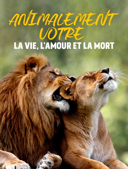 Animalement Votre La Vie L Amour Et La Mort En Streaming Molotov Tv