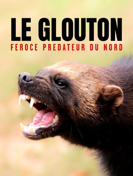 FR - Le glouton froce prdateur du Nord (2021) from Crystal panel