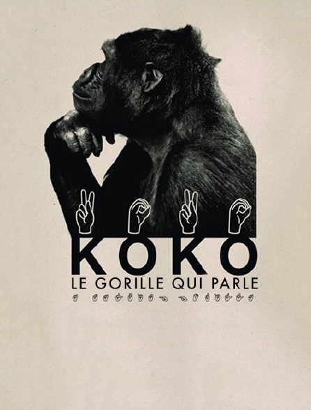 Koko, le gorille qui parle