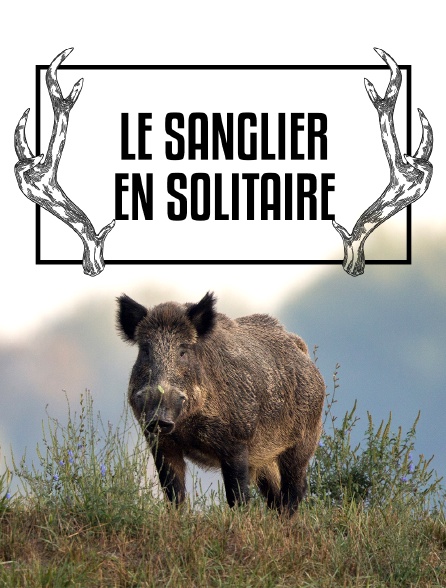 Le sanglier en solitaire