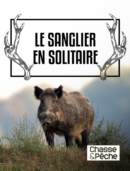 Chasse et pêche - Le sanglier en solitaire