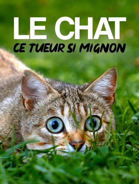 Le chat, ce tueur si mignon