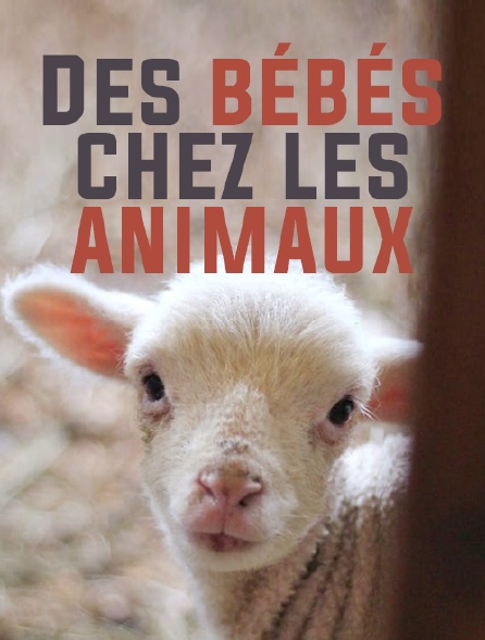 Des bébés chez les animaux