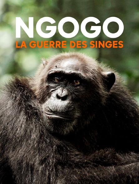 Ngogo : la guerre des singes