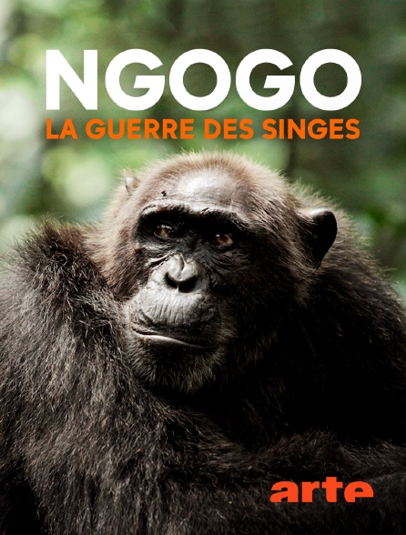 Arte - Ngogo : la guerre des singes