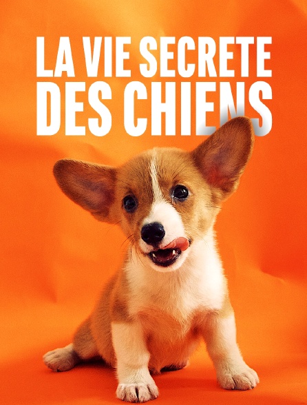 La vie secrète des chiens