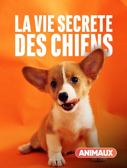 Animaux - La vie secrète des chiens