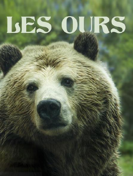 Les ours