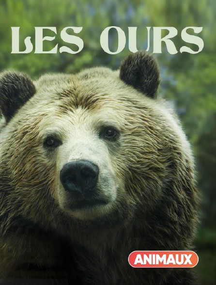 La Chasse à L'ours Film Complet Les ours en Streaming sur Animaux - Molotov.tv