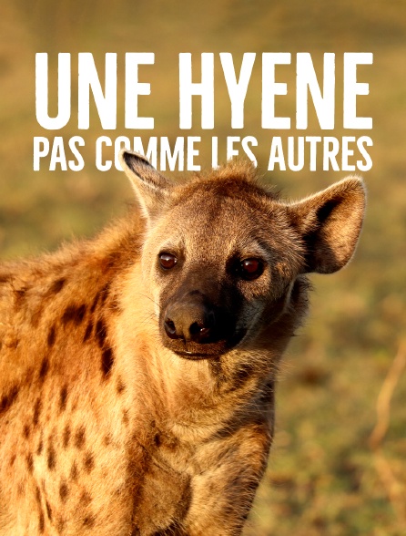 Une hyène pas comme les autres