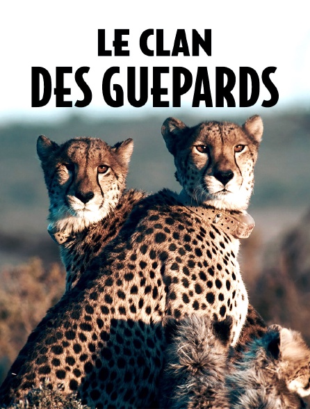 Le clan des guépards