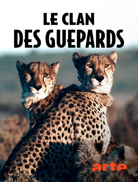 Arte - Le clan des guépards