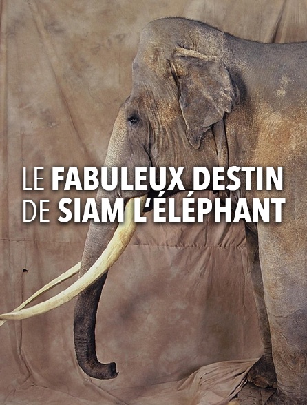 Le fabuleux destin de Siam l'éléphant