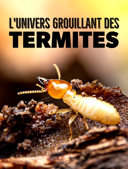 L'univers grouillant des termites