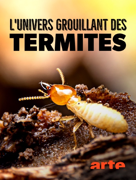 Arte - L'univers grouillant des termites