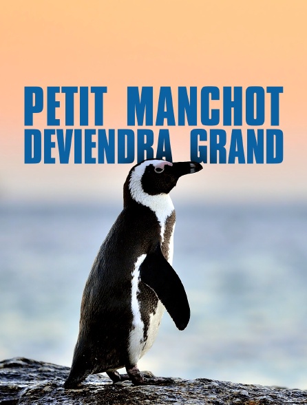 Petit manchot deviendra grand