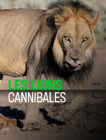 Les lions cannibales