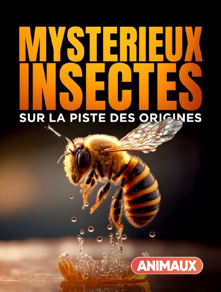 Animaux - Mystérieux insectes, sur la piste des origines