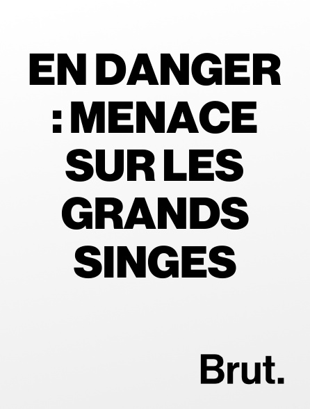 Brut - En danger : menace sur les grands singes