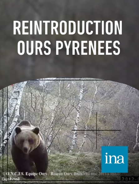INA - Réintroduction ours Pyrénées