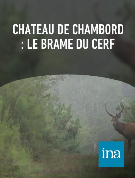 INA - Château de Chambord : le brame du cerf