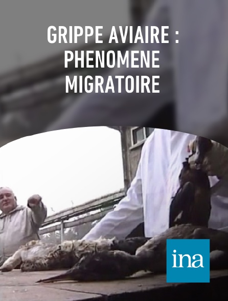 INA - Grippe aviaire : phénomène migratoire