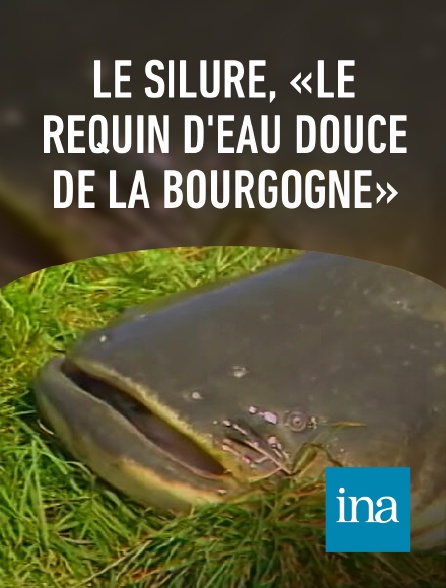 INA - Le silure, «le requin d'eau douce de la Bourgogne»
