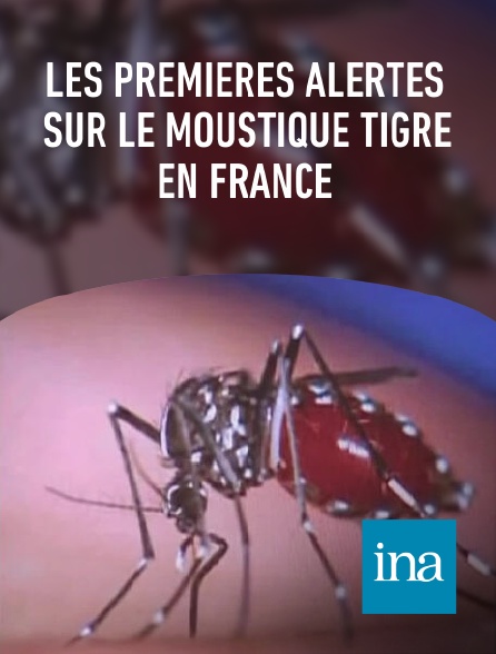 INA - Les premières alertes sur le moustique tigre en France