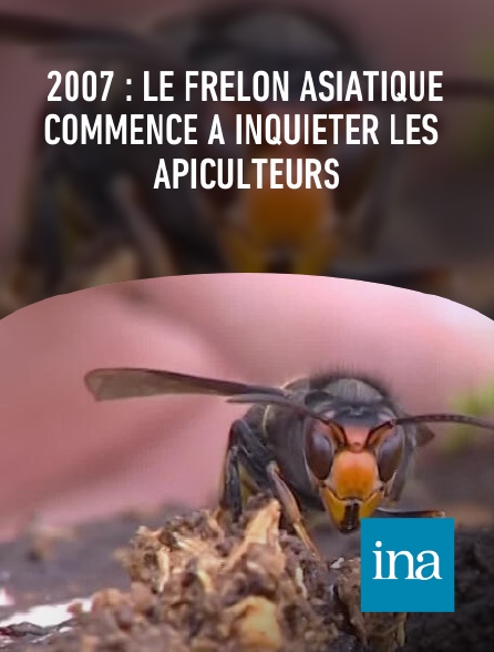 INA - 2007 : le frelon asiatique commence à inquiéter les apiculteurs